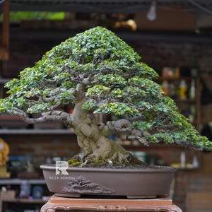 Puede incluir: Un bonsái meticulosamente elaborado con un follaje verde vibrante y un tronco grueso y texturizado. El árbol está plantado en una maceta marrón rectangular con tallas decorativas. La imagen está ambientada sobre un fondo borroso, destacando los intrincados detalles del bonsái.
