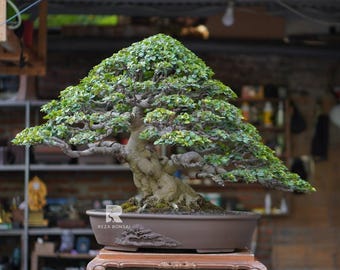 Variegated Ficus Benjamina - Etsy India