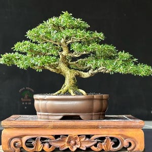 Árvore Bonsai Desmodium SP