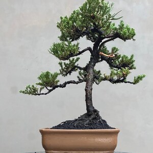Pode incluir: Uma árvore bonsai com um tronco e galhos escuros e texturizados, adornada com folhagem verde vibrante. A árvore é plantada em um vaso retangular marrom claro, com solo escuro visível na base. O fundo é cinza neutro.