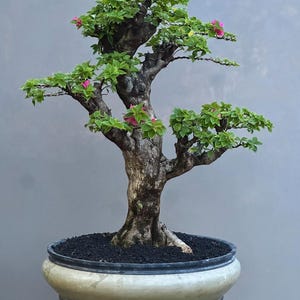 Pode incluir: Uma árvore bonsai com um tronco texturizado e galhos cheios de pequenas folhas verdes e vibrantes flores rosa. A árvore está plantada em um vaso creme com uma base de solo escuro, contra um fundo cinza.