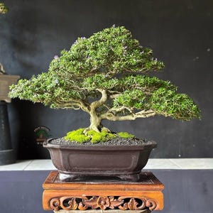 Árvore Bonsai Desmodium Triflorum