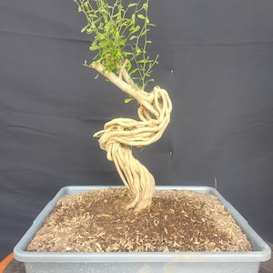 Pode incluir: Uma árvore bonsai com um tronco e galhos torcidos marrom claro, encimada por folhas verdes vibrantes. A árvore é plantada em um recipiente retangular cinza preenchido com terra e cobertura morta. O fundo é preto sólido.