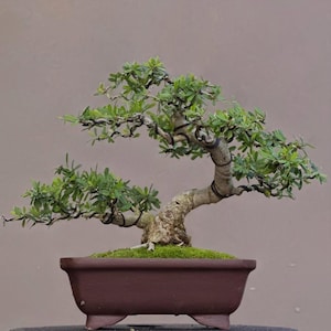 Árvore Bonsai Desmodium Unifoliatum
