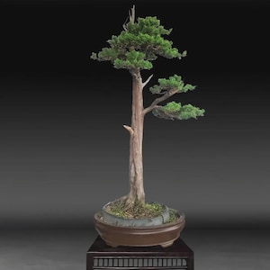 Árvore Bonsai Juniperus Chinensis