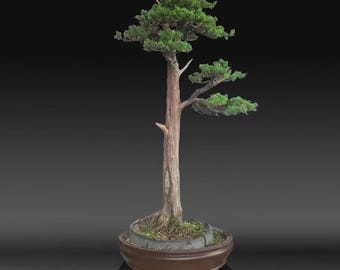 Juniperus Chinensis Bonsai Tree