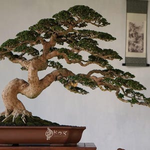 Pode incluir: Uma árvore bonsai meticulosamente trabalhada com um tronco espesso e texturizado e folhagem verde exuberante. A árvore está plantada em um vaso retangular marrom com caracteres japoneses. Os galhos do bonsai se estendem graciosamente. Um pergaminho pintado é visível.