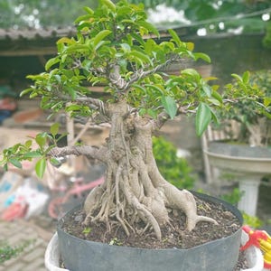 Pode incluir: Uma árvore bonsai com um tronco espesso e texturizado e raízes expostas. A árvore tem folhas pequenas e verdes vibrantes e é plantada em um recipiente escuro. O fundo está desfocado, sugerindo um ambiente externo.