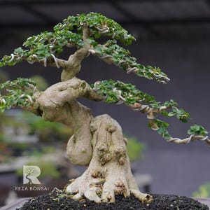 Pode incluir: Uma árvore bonsai madura com um tronco e galhos grossos e texturizados. A árvore tem pequenas folhas verdes e uma forma torcida e artística. A base da árvore é cercada por terra escura. O logotipo "REZA BONSAI" é visível no canto inferior esquerdo.