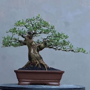 Pode incluir: Um bonsai meticulosamente trabalhado com um tronco espesso e texturizado e folhas verdes delicadas. A árvore está plantada em um vaso retangular marrom cheio de terra escura. Os galhos são cuidadosamente moldados, criando uma exibição artística.