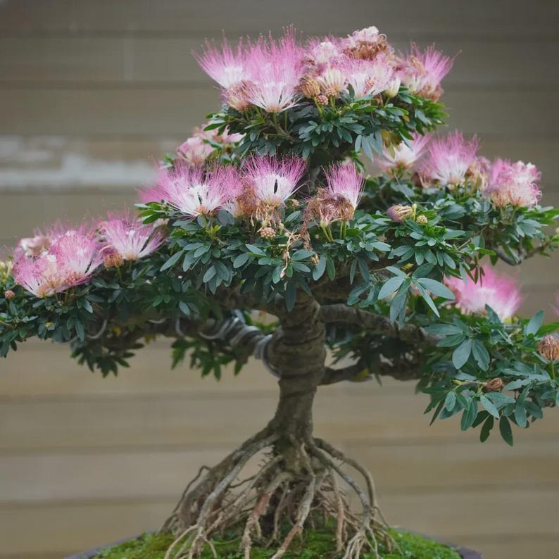 Calliandra Calothyrsus Bonsai Tree image 2