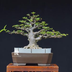 Pode incluir: Uma árvore bonsai com um tronco texturizado e folhas verdes. A árvore está plantada num vaso retangular castanho com interior azul claro. O vaso assenta num suporte de madeira sobre um fundo escuro. O texto "REZA BONSAI" é visível.