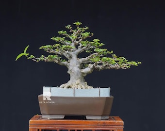 Wrightia Religiosa Bonsai Tree