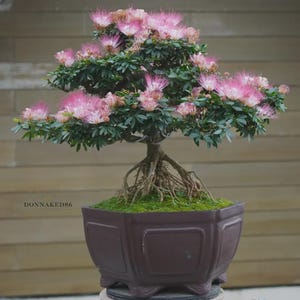 Calliandra Calothyrsus Bonsai Tree image 1