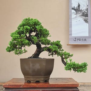 Pode incluir: Uma árvore bonsai verde com um tronco e galhos marrons escuros, plantada em um vaso hexagonal marrom. O bonsai é exibido em um suporte de madeira vermelho escuro. Uma pintura de paisagem japonesa está no fundo.