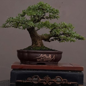 Pode incluir: Uma árvore bonsai meticulosamente trabalhada com folhagem verde exuberante e um tronco espesso e texturizado. A árvore é plantada em um vaso de cerâmica marrom com um design de paisagem decorativo. O bonsai está em um suporte de madeira, mostrando a arte do cultivo de árvores em miniatura.