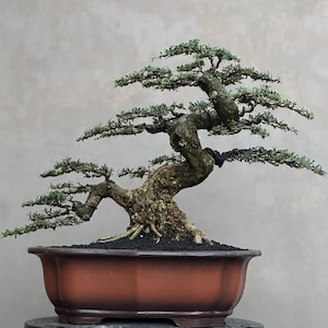 Pode incluir: Uma árvore bonsai madura com um tronco retorcido e texturizado e galhos cheios de pequenas folhas verdes. A árvore é plantada em um vaso retangular marrom avermelhado. O fundo é cinza neutro.