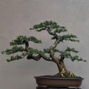 Árvore Bonsai Desmodium Unifoliatum