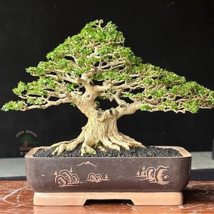 Pode incluir: Um bonsai meticulosamente trabalhado com folhagem verde vibrante e um tronco texturizado e envelhecido. A árvore é plantada em um vaso retangular marrom escuro com desenhos decorativos gravados. O vaso fica em uma superfície de madeira.