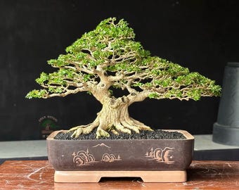 Árbol Bonsái Premna Microphylla