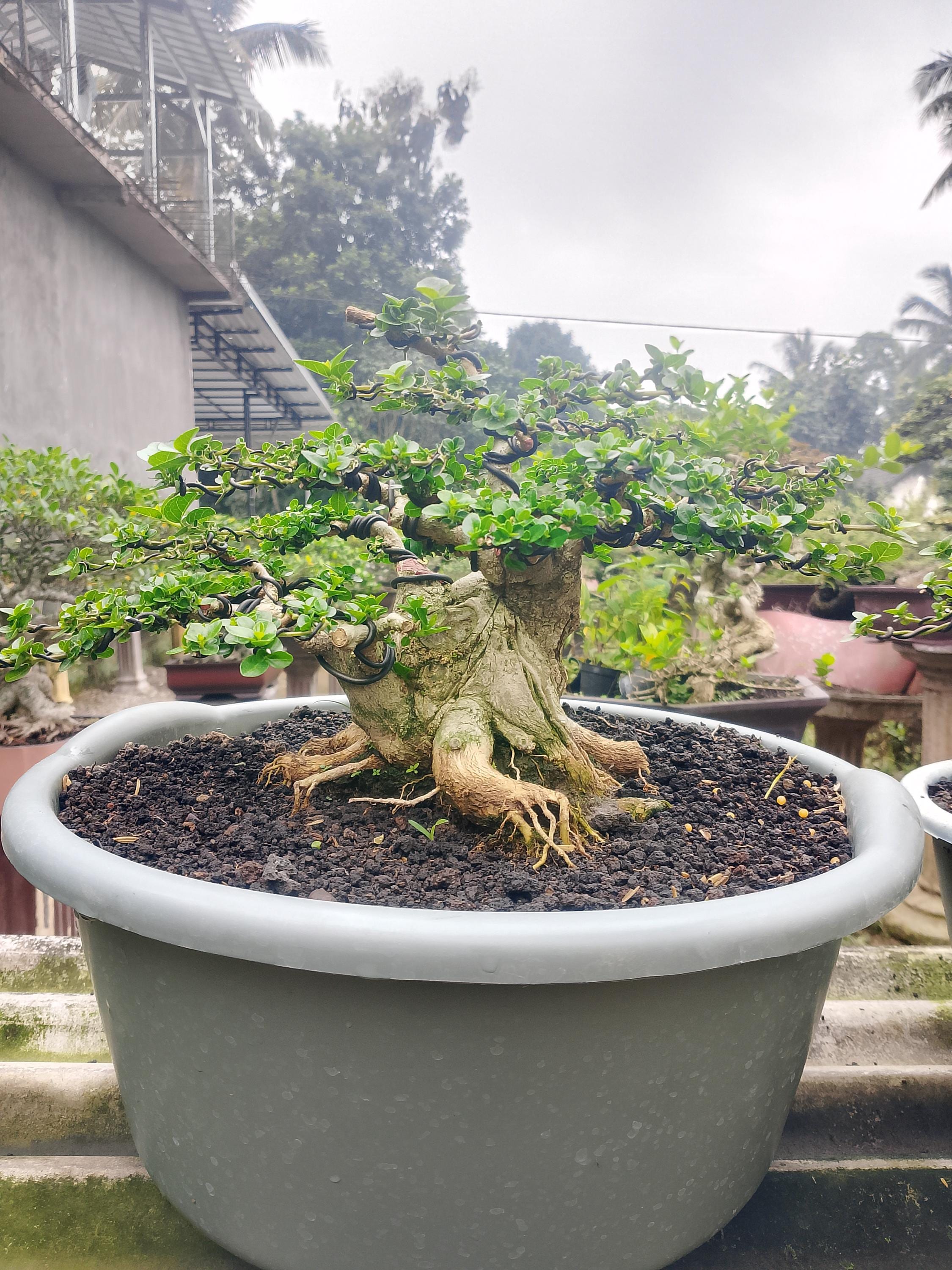 Moyogi bonsai - Etsy 日本