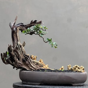 Pode incluir: Um bonsai em um vaso de cerâmica marrom. A árvore apresenta um tronco retorcido e desgastado com pequenas folhas verdes e um galho que se estende para a direita. Pequenas rochas bege e terra escura também são visíveis.