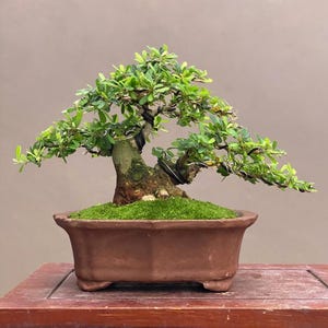 Árvore Bonsai Desmodium Unifoliatum