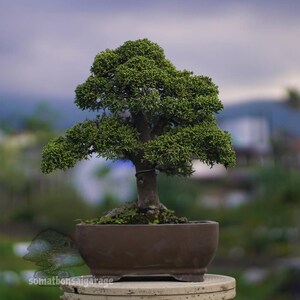 Pode incluir: Uma pequena árvore bonsai com folhagem verde vibrante, plantada em um vaso de cerâmica marrom. Os galhos da árvore são cuidadosamente moldados, e o vaso está em uma superfície de cor clara. O fundo está desfocado, sugerindo um ambiente ao ar livre.