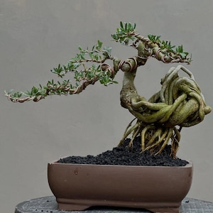 Pode incluir: Um bonsai meticulosamente trabalhado com um tronco torcido e raízes expostas. Os galhos da árvore são arameados e adornados com pequenas folhas verdes. É plantado em um vaso retangular marrom cheio de terra preta.