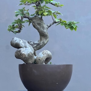 Pode incluir: Um bonsai com um tronco torcido e texturizado e pequenas folhas verdes. A árvore é plantada em um vaso marrom arredondado com três pés pequenos. O fundo é cinza liso.