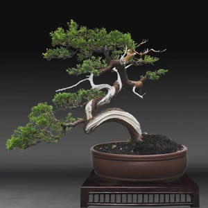 Pode incluir: Uma árvore bonsai com folhagem verde e um tronco retorcido com listras brancas. A árvore está plantada em um vaso de cerâmica marrom, colocado em um suporte de madeira escura. O fundo é um gradiente cinza escuro.