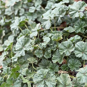 May include: Close-up of a ground cover plant with large, round, textured leaves in shades of green and silver. The leaves have a scalloped edge and are densely packed together, creating a lush, textured appearance. The plant is growing in a natural setting.