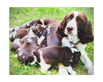 Rompecabezas de cachorros de Springer Spaniel (110-520 piezas)