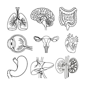 Peut inclure: Dessins au trait en noir et blanc d'organes humains, dont les poumons, le cerveau, les intestins, l'œil, l'utérus, le cœur, l'estomac, le foie et les reins. Les illustrations anatomiques détaillées conviennent à des thèmes éducatifs ou médicaux.