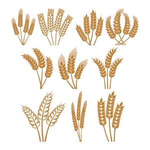 Könnte beinhalten: Eine Sammlung von neun Weizen- oder Getreideillustrationen in Brauntönen. Jede Illustration zeigt eine andere Anordnung von Weizenähren, die verschiedene Wachstumsstadien und Designs zeigen.