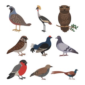 May include: A collection of nine illustrated birds, including a quail, owl, crane, sparrow, black grouse, pigeon, bullfinch, and pheasant. Each bird is depicted in a detailed, colorful style against a white background.