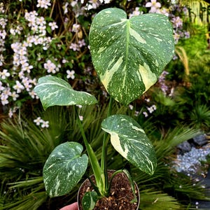 Thai constellation seeds - Etsy.de