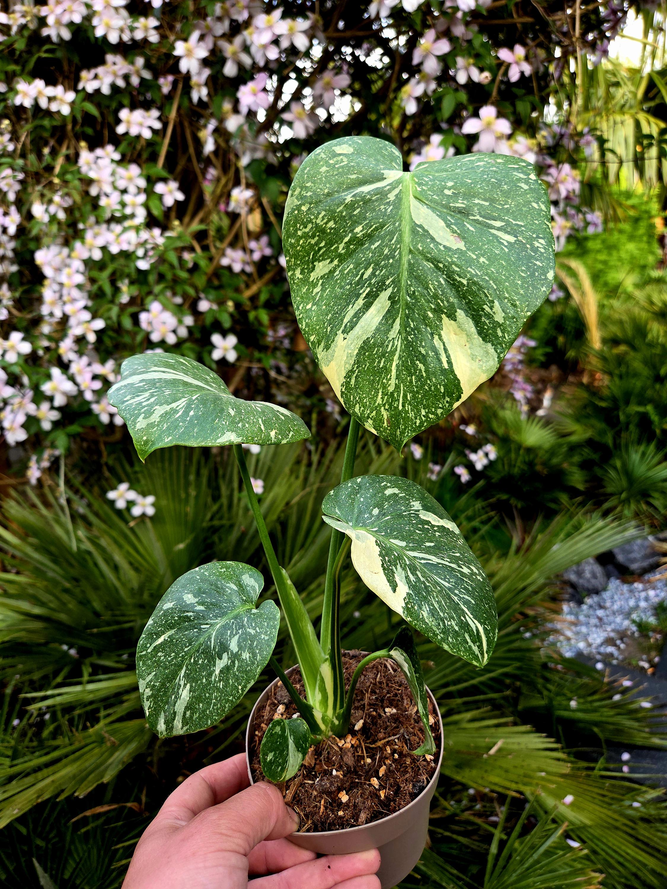 monstera mint tissue culture Shop Variegated Monstera White Monster Tissue Culture Plant main image 1