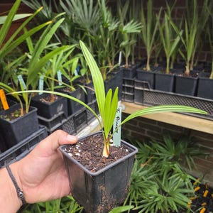 Op de afbeelding: Een jonge palmplant met levendig groene, slanke, puntige bladeren in een vierkante zwarte plastic kweekpot gevuld met donkere aarde. Een lichtgroen plantenlabel met de handgeschreven tekst T. Princeps is in de aarde gestoken.