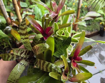 Paquete de bromelias de 6 piezas.