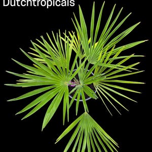 Op de afbeelding: Bovenaanzicht van een potplant met heldergroene, waaiervormige bladeren tegen een zwarte achtergrond. De naam van de plant, "Wagerianus X Nanus Dutchtropicals", staat in witte tekst bovenaan.