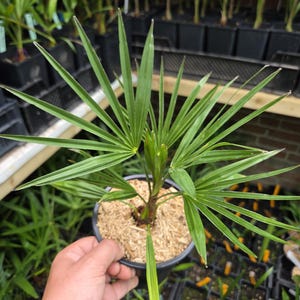 Op de afbeelding: Een kleine Trachycarpus fortunei palmplant met levendig groene, waaiervormige bladeren die uitstralen vanaf een centrale stengel. De plant staat in een zwarte plastic pot gevuld met lichtgekleurde houtsnippers, wat de slanke bladeren benadrukt.