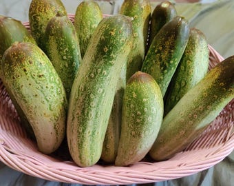 Organic Home-Grown Maharashtra Indian Cucumber (Cucumis sativus) Seeds | Pack of 20