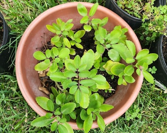 Leaf of Life Plant | Two leaves.