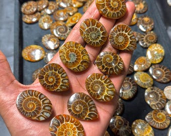 Ammonite Gemstone Cabochon: Natural Stone for Jewelry Marking, 1kg