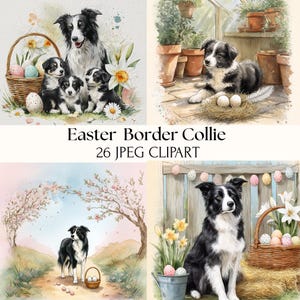 Könnte beinhalten: Aquarell-Clipart mit Border Collies mit Ostermotiven. Die Bilder zeigen Hunde mit Ostereiern, Körben und Frühlingsblumen. Der Text lautet "Easter Border Collie 26 JPEG Clipart."