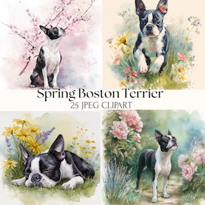 May include: A collection of four watercolor illustrations featuring Boston Terriers in spring settings. The images include dogs with black and white markings amidst flowers and foliage. Text reads "Spring Boston Terrier 25 JPEG CLIPART."