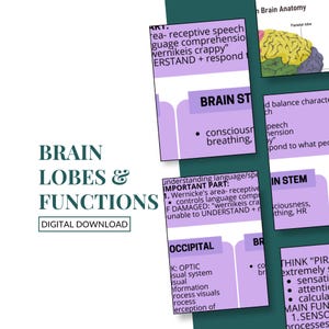 May include: A digital download graphic titled "Brain Lobes & Functions." The image shows several rectangular cards with text about brain anatomy, including "Brain Stem" and "Occipital" sections. The colour scheme is primarily green and purple.