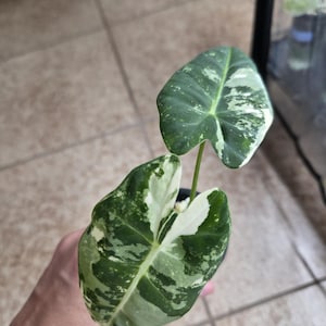 May include: Close-up of a variegated Alocasia plant with two large, heart-shaped leaves. The leaves display a striking pattern of dark green and white variegation. The plant is in a small black pot, showcasing its unique foliage.