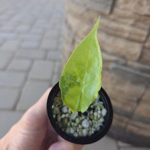 Alocasia Dragon Breath Aurea Variegated - Etsy